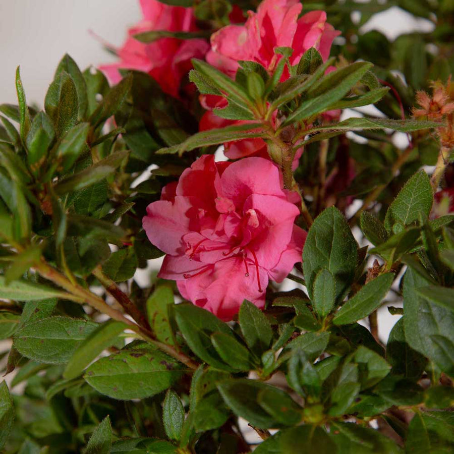 Autumn Rouge: The Orginal Reblooming Azalea | Encore Azalea