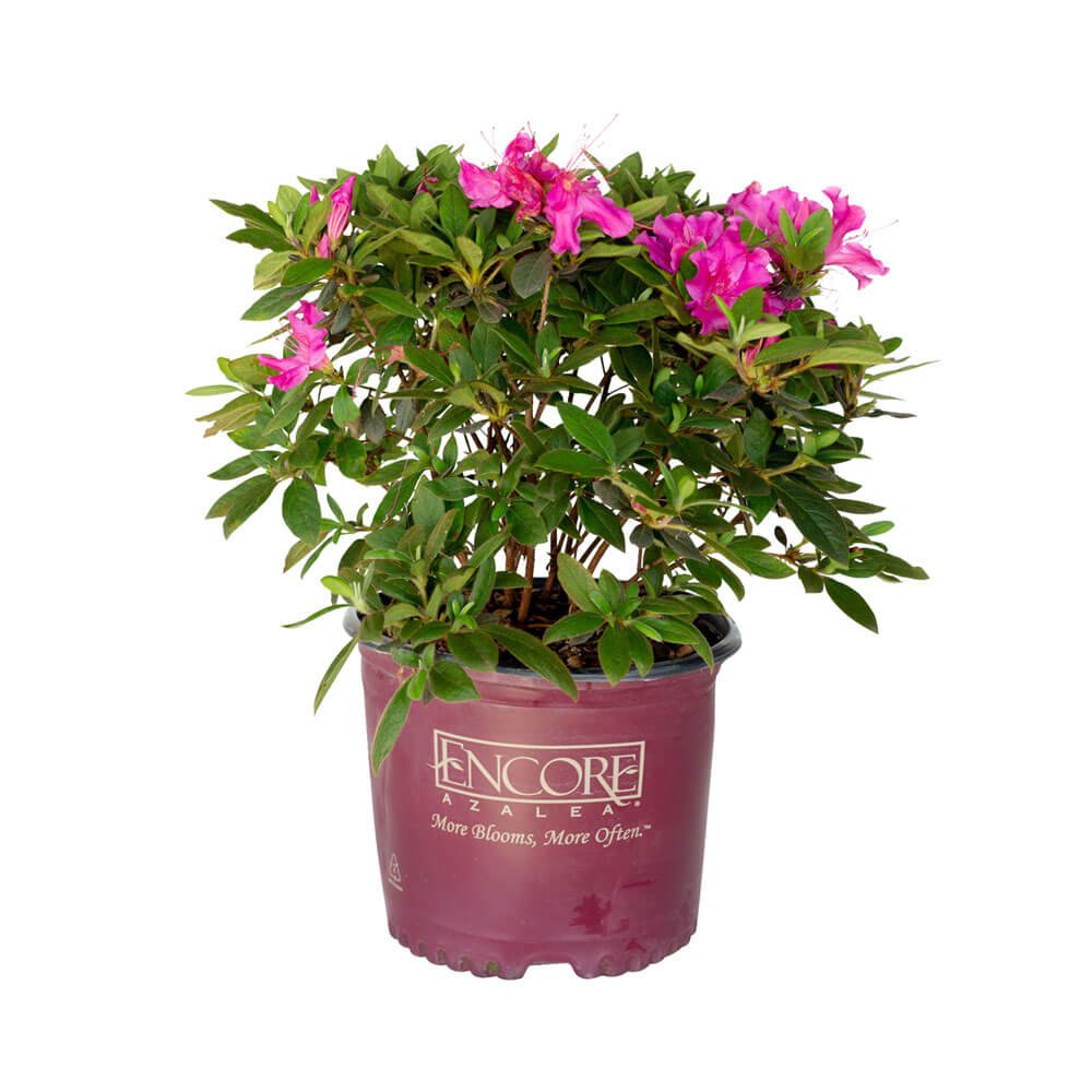 purple flowers and evergreen foliage on Encore Azalea Autumn Royalty in a 1 gallon maroon Encore Azalea brand pot on a white background