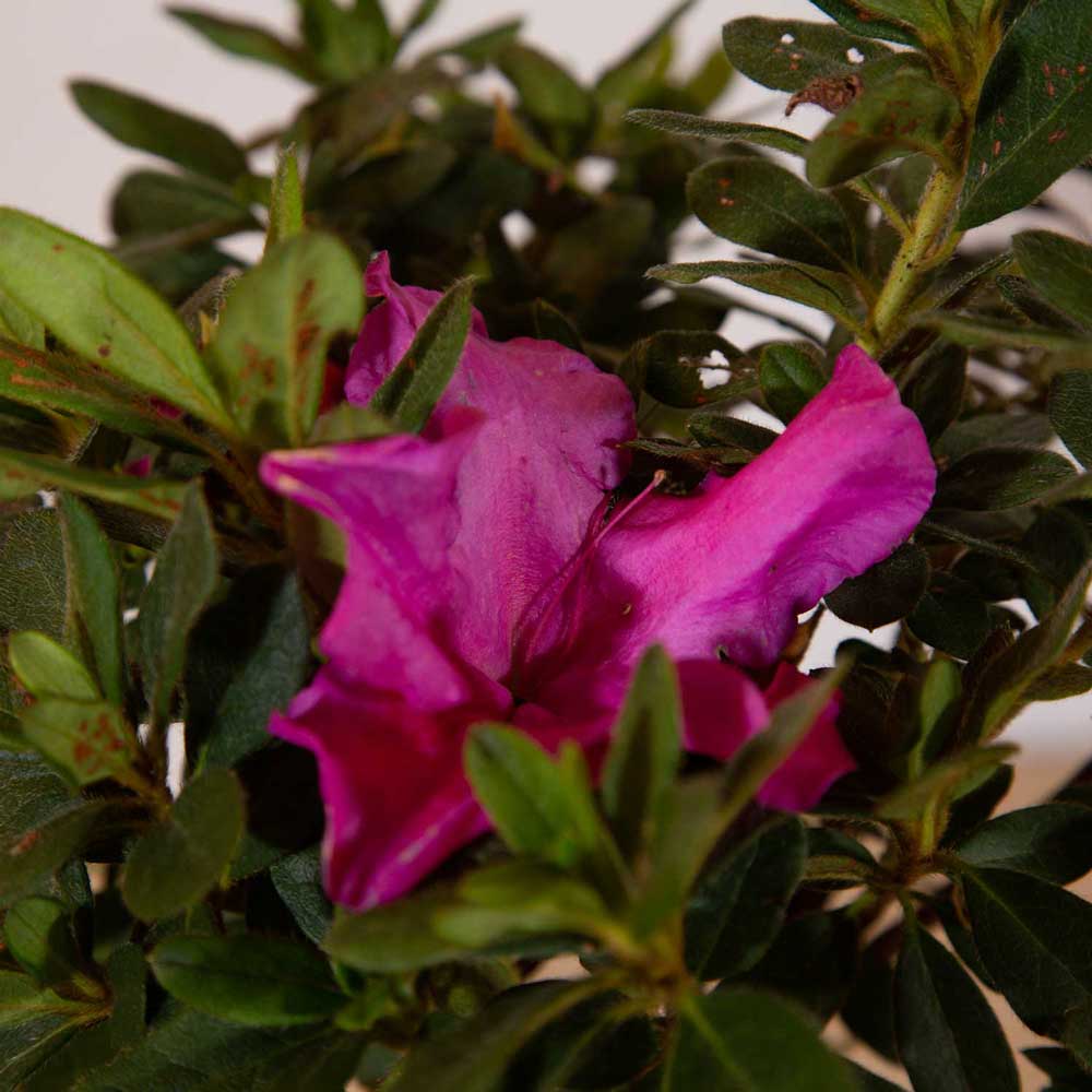 reblooming purple azalea that reblooms foliage remains evergreen