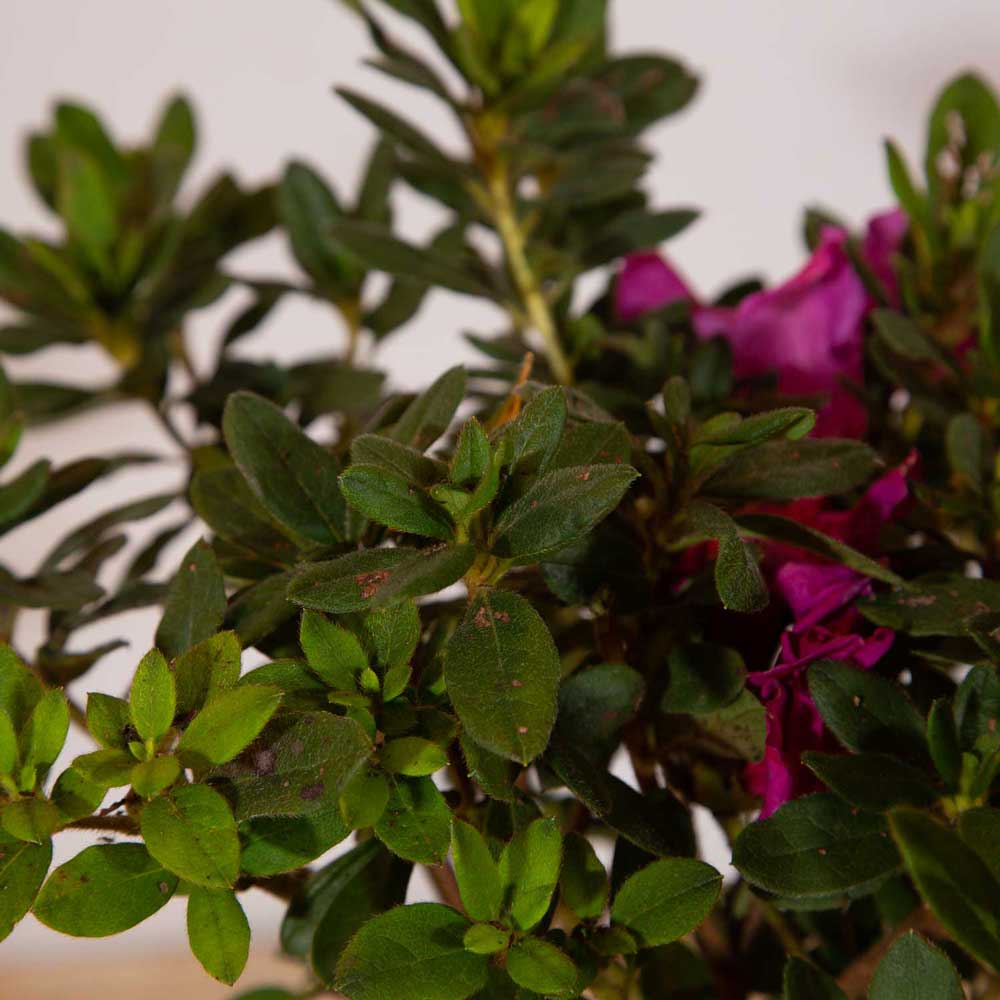 autumn encore royalty evergreen leaves compact and reblooming purple mounding