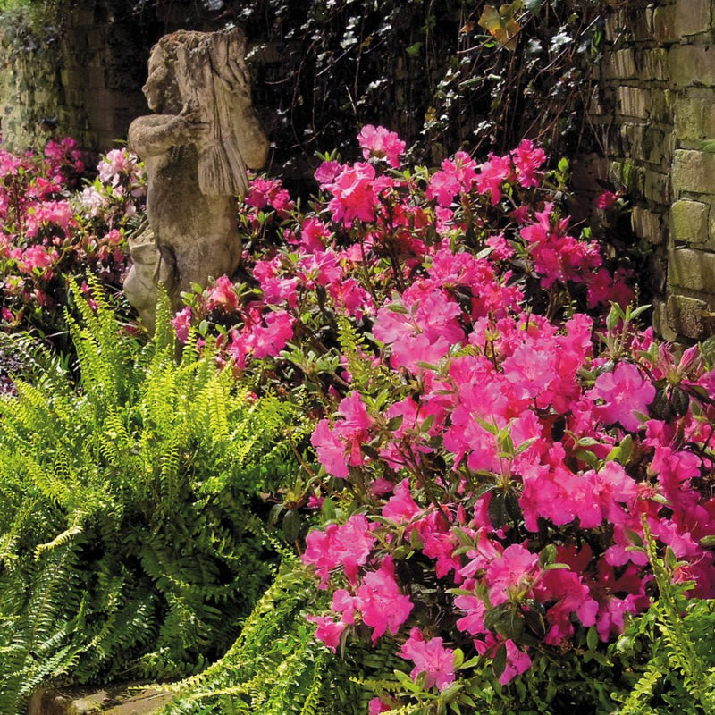 Autumn Sangria - Vibrant Neon Pink Azalea | Encore Azalea