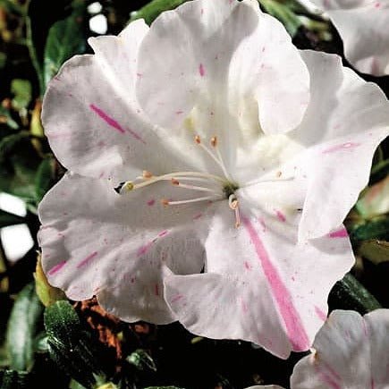 Autumn Starlite | Encore Azalea