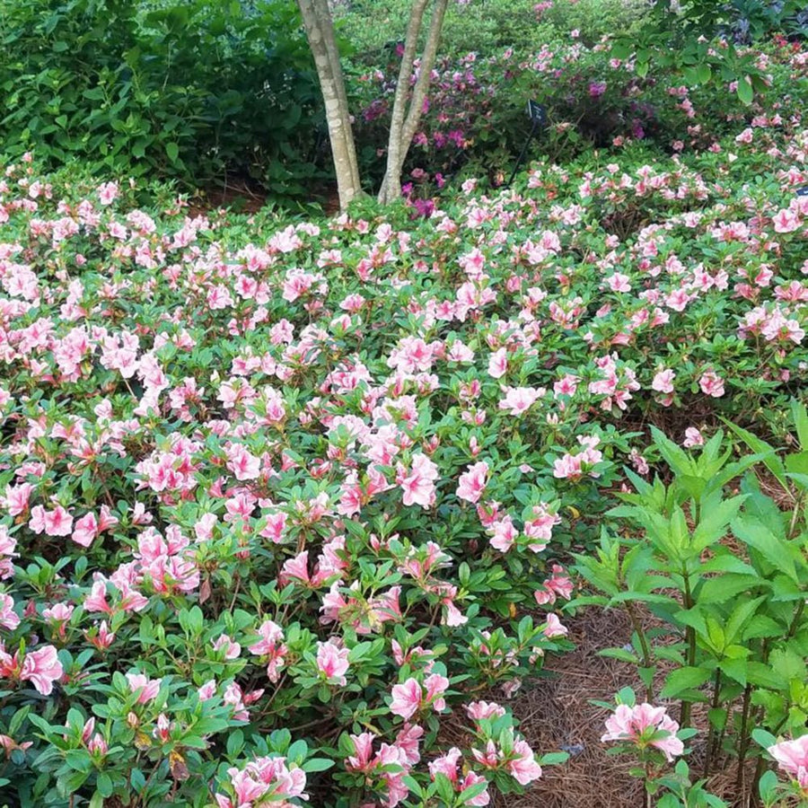 Autumn Sunburst® | Encore Azalea