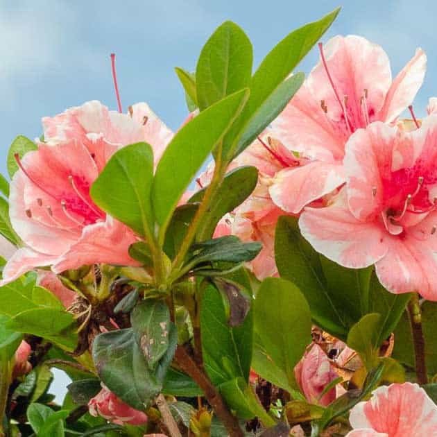 Autumn Sunburst® | Encore Azalea
