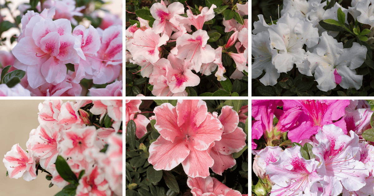 A collage of pictures of azaleas with pink and white flowers.