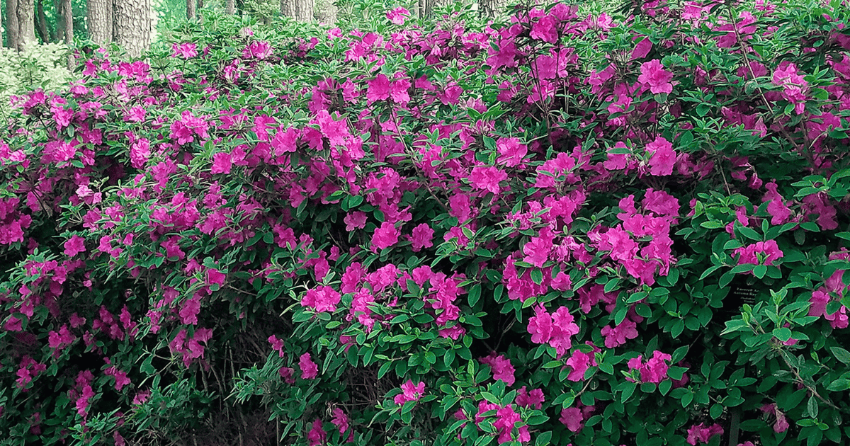 An azalea with purple flowers in the middle of a wooded area.