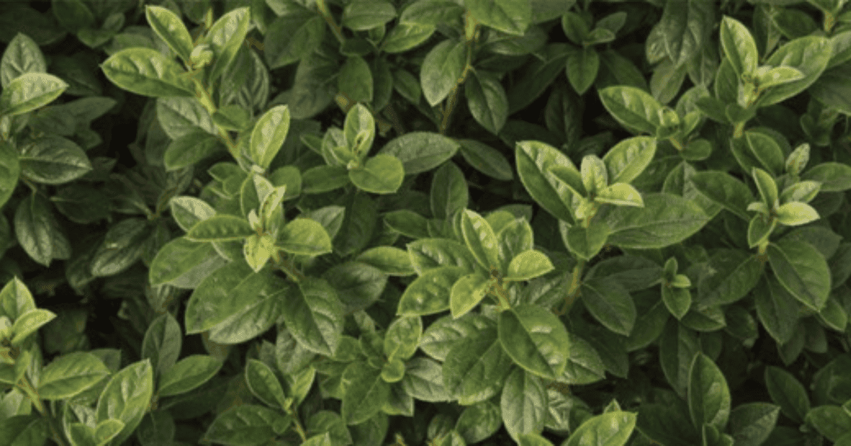 A close up of an azalea with green leaves.