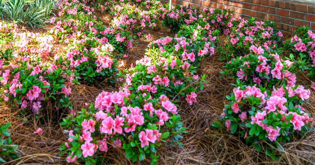 Use one color azaleas in your landscape