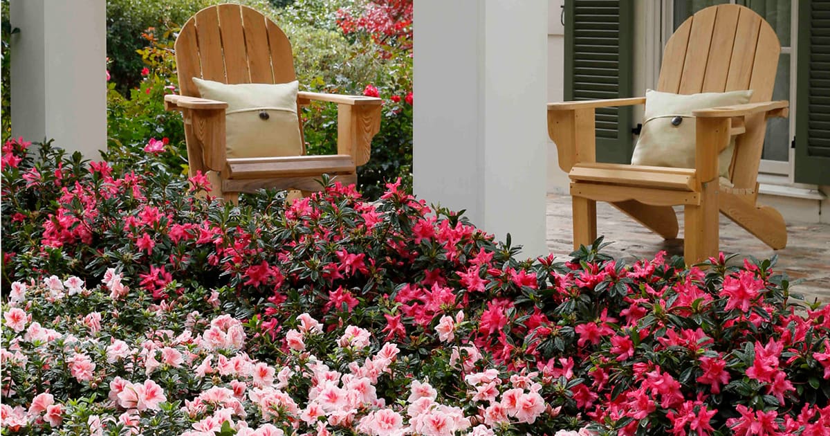 Use two color azaleas in your landscape