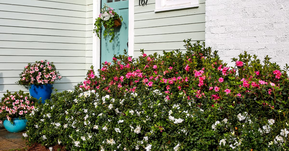 Use three color azaleas in your landscape