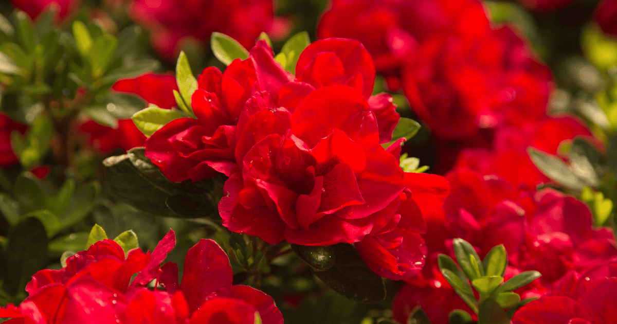 A close up of red flowers in a garden.