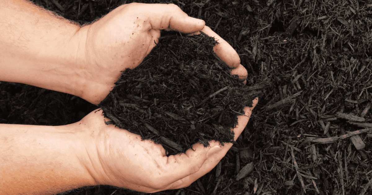 Two hands holding rich, dark soil above a pile of compost, emphasizing sustainable gardening practices.