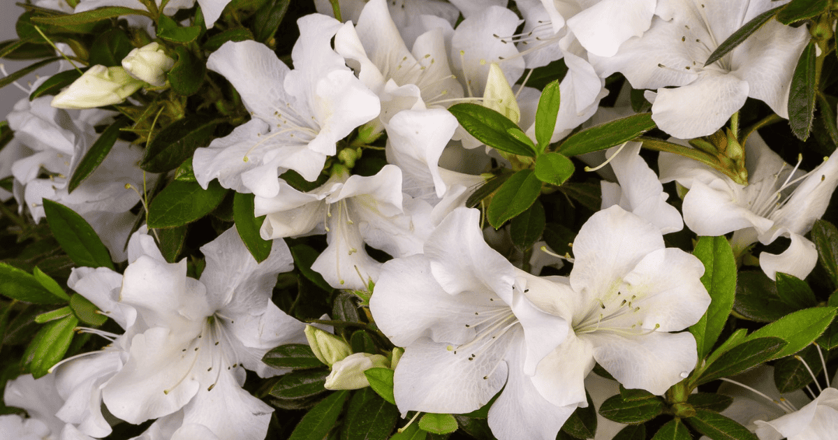 Close up of white Encore azalea