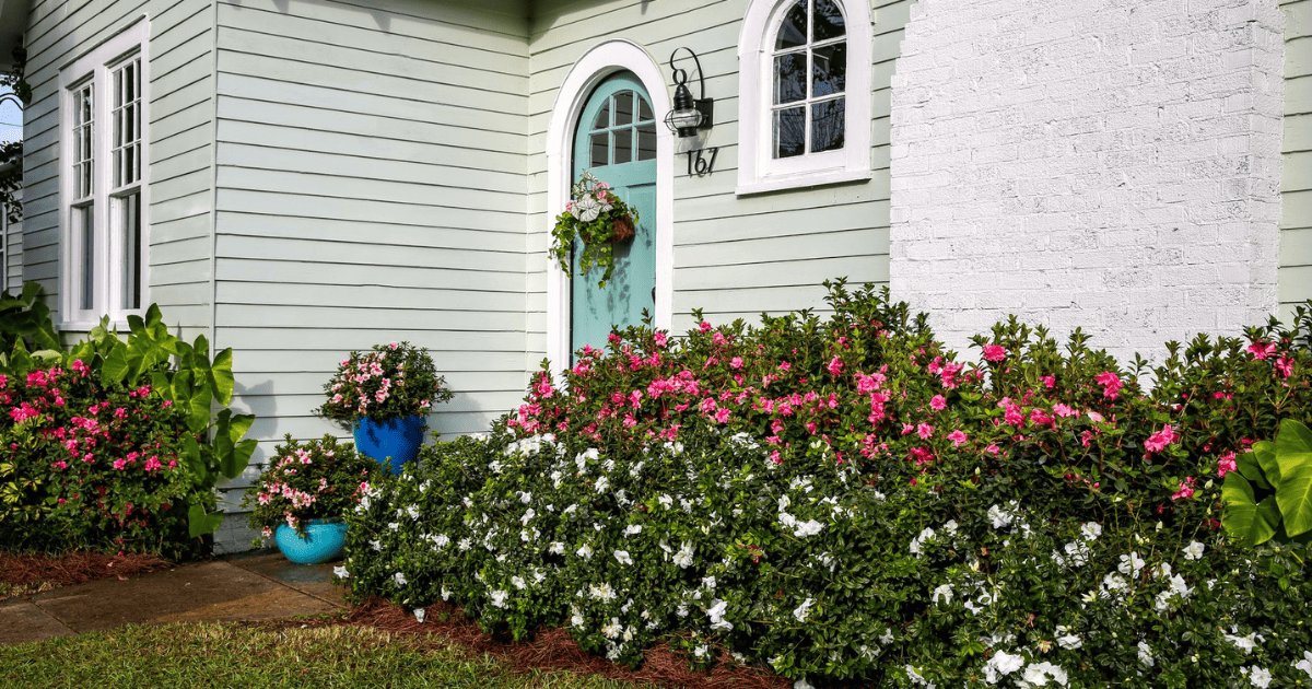 Pink and while dwarf azaleas planted in front of a house