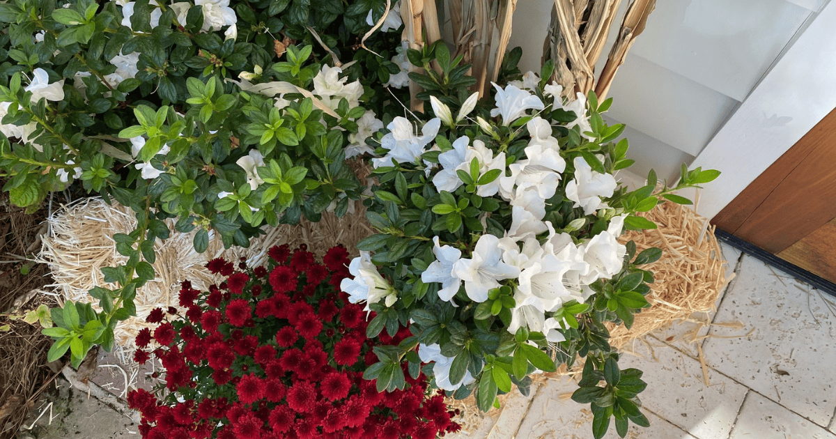 Red and white plants on a front porch