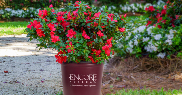 Encore Azalea close-up plant your garden masterpiece