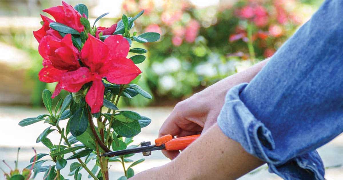 Person pruning a red azalea bush with orange-handled shears in a sunlit garden.