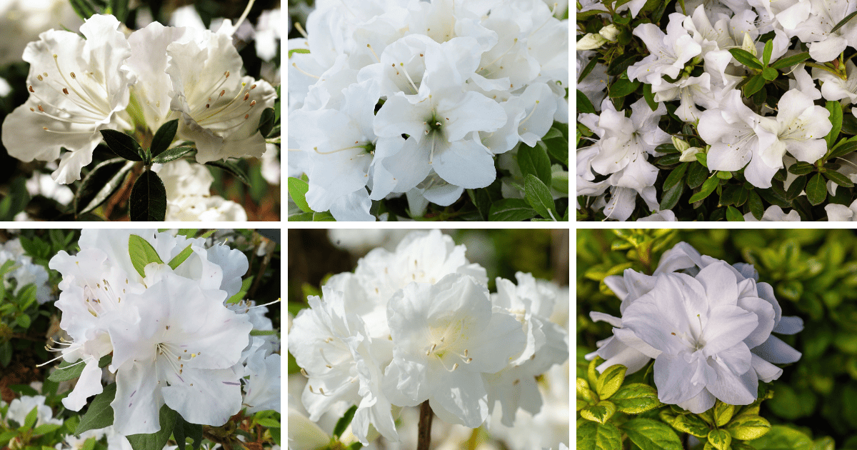 A collage of pictures of white azaleas.