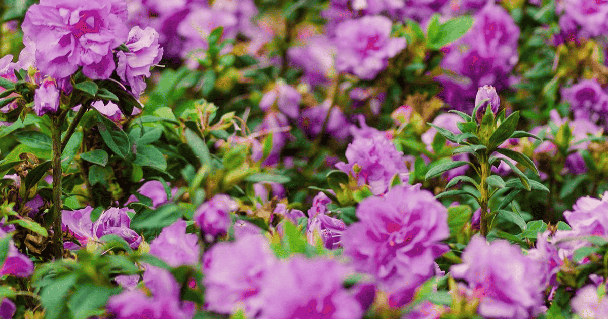 A close up of purple flowers in a field.