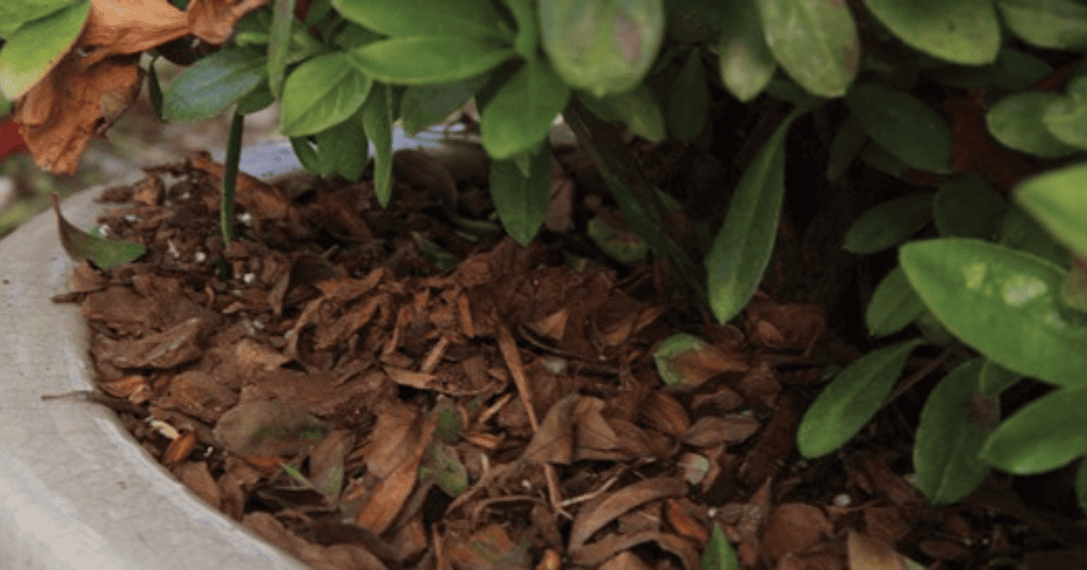 A planter filled with mulch and leaves.