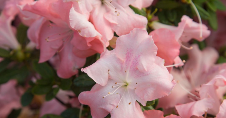 A close up of pink flowers on an azalea.