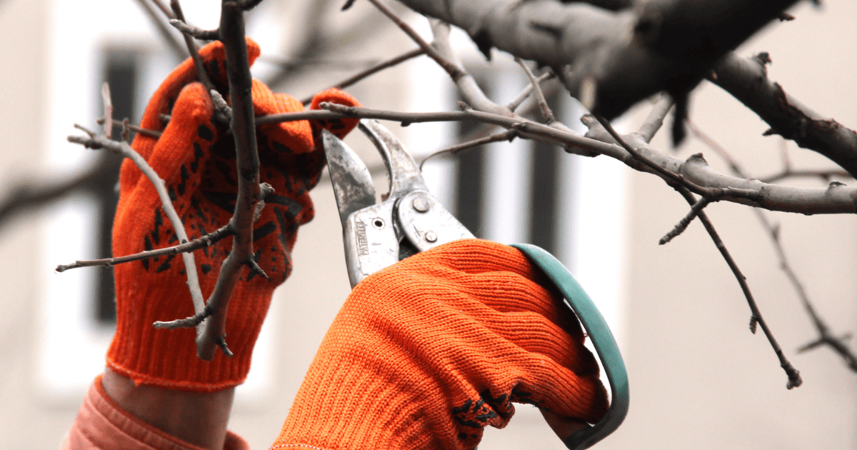 A person in orange gloves cutting a branch.
