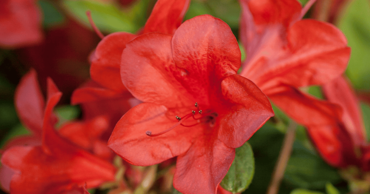 A close up of a red flower.