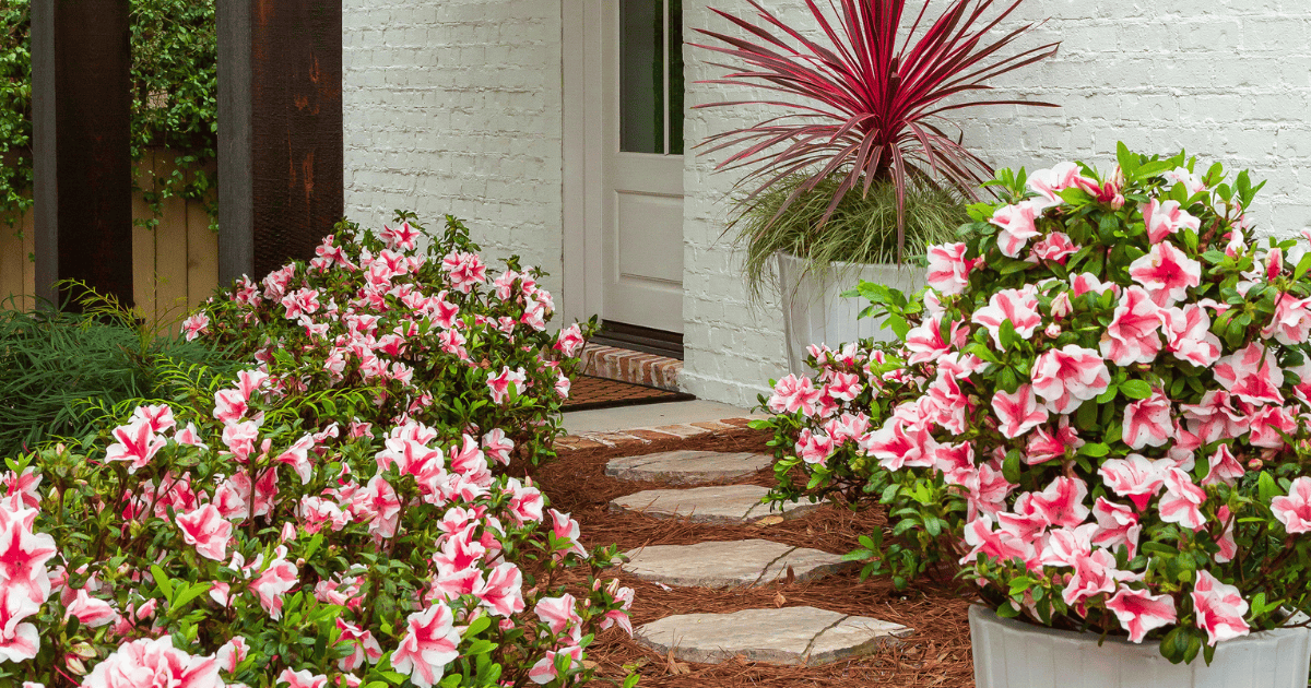 A picturesque garden path lined with vibrant pink and white flowers leading to a white house entrance, flanked by lush greenery and a striking red plant.