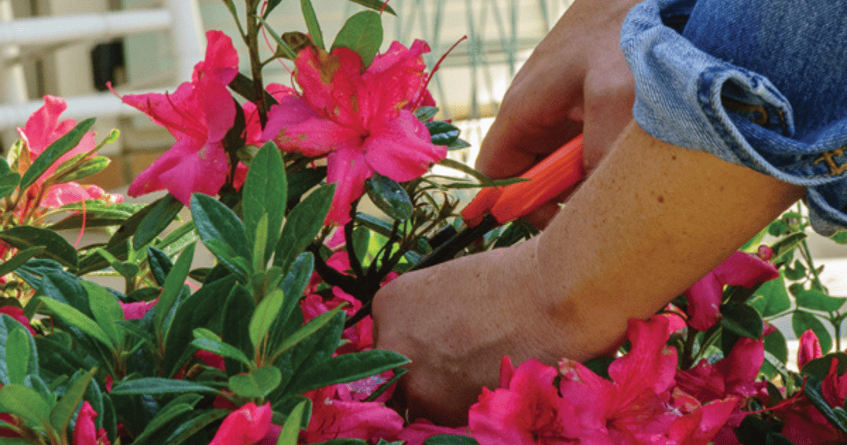 A person pruning bright pink azalea flowers with garden shears, focusing on a healthy plant maintenance.