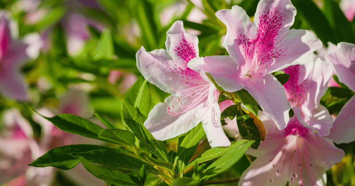 Pink azalea flowers with detailed white speckles and green leaves in a garden.