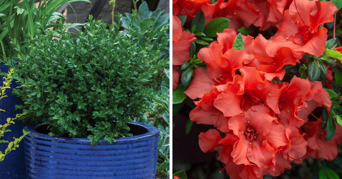 Boxwood and red azalea in blue pots.