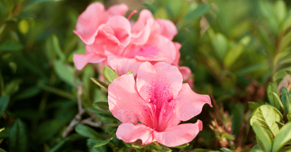 Close up of pink Encore azalea