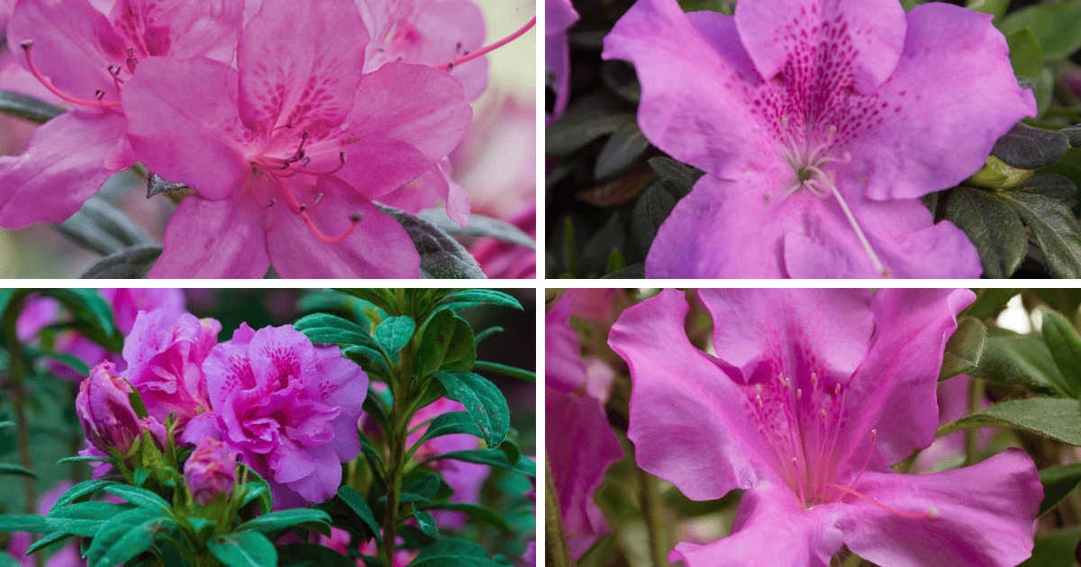 Four different pictures of pink azaleas.