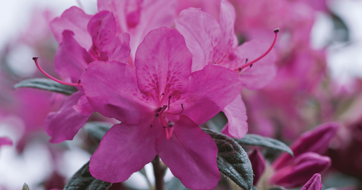 A close up of a purple azalea flower.