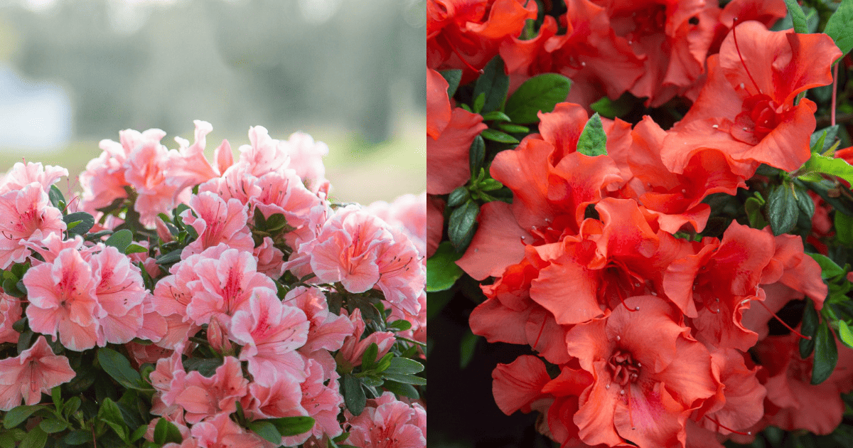 An Encore Azalea Holiday Gift Guide | Encore Azalea