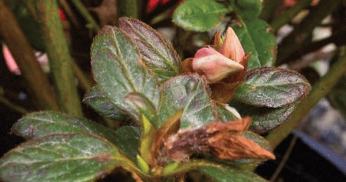 A close up of a plant with leaves and flowers.