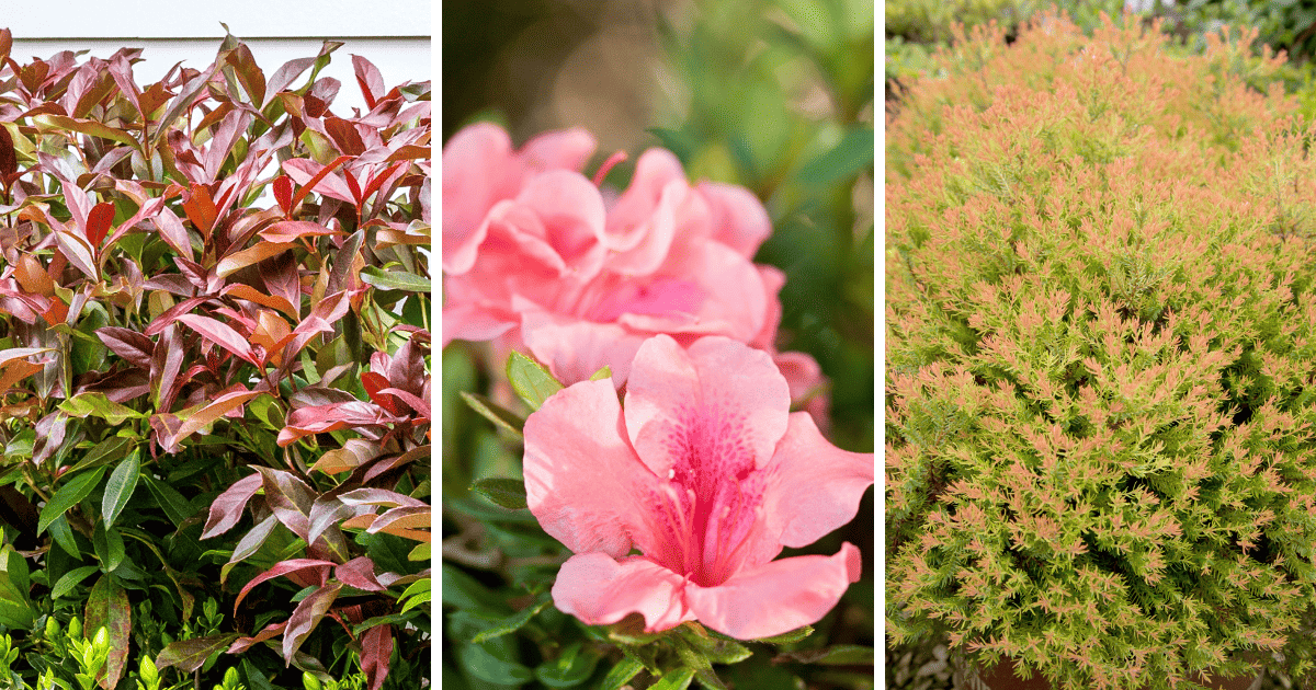 Three picture collage of Coppertop Sweet Viburnum, Autumn Coral, and Fire Chef Arborvitae.