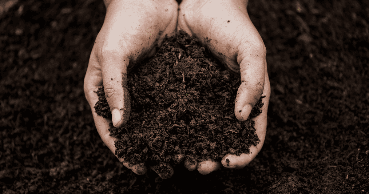 A person's hands holding a pile of dirt.