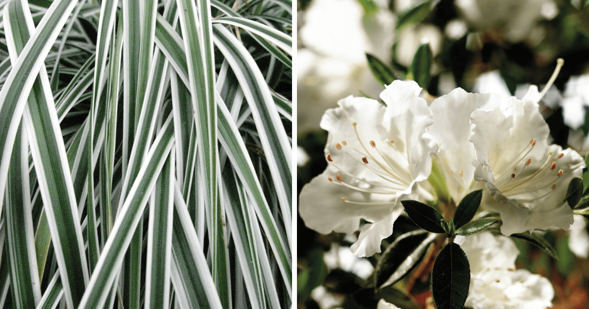 Carex and white azalea