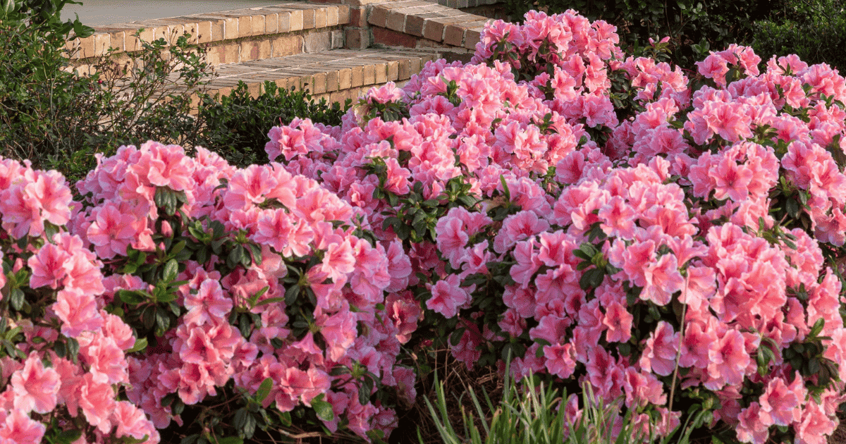 pink Encore azaleas