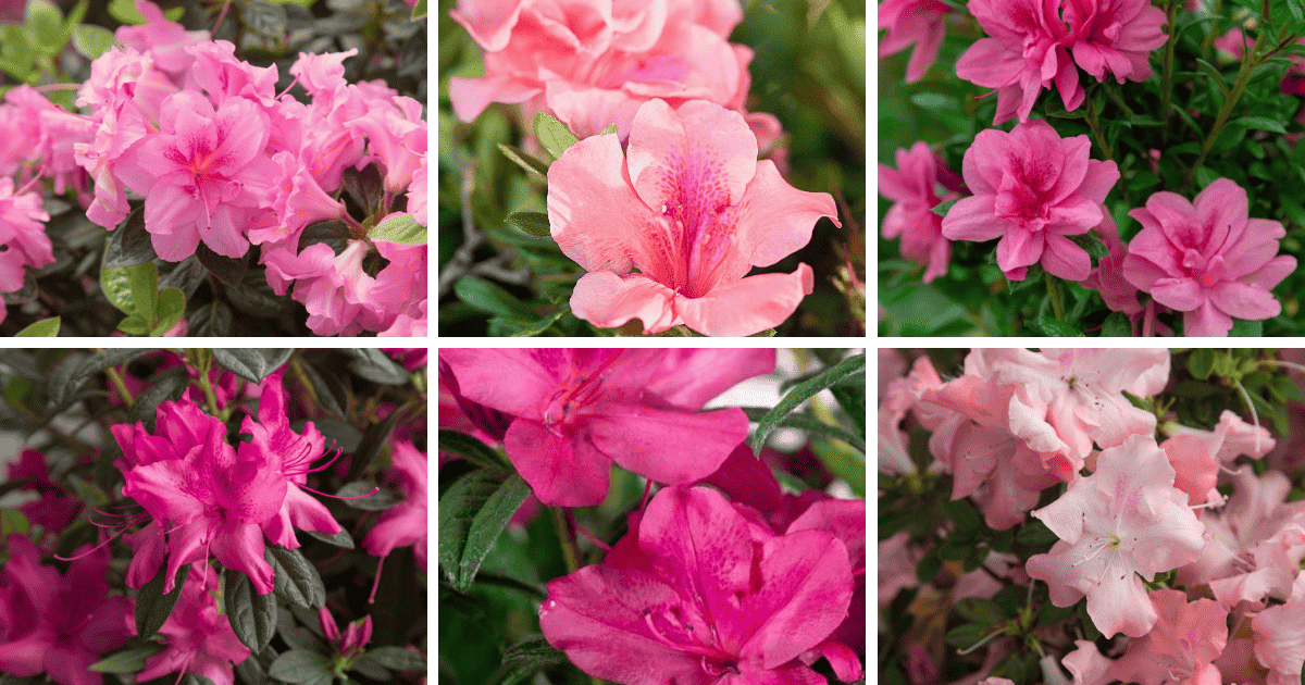 A collage of pictures of pink flowers.