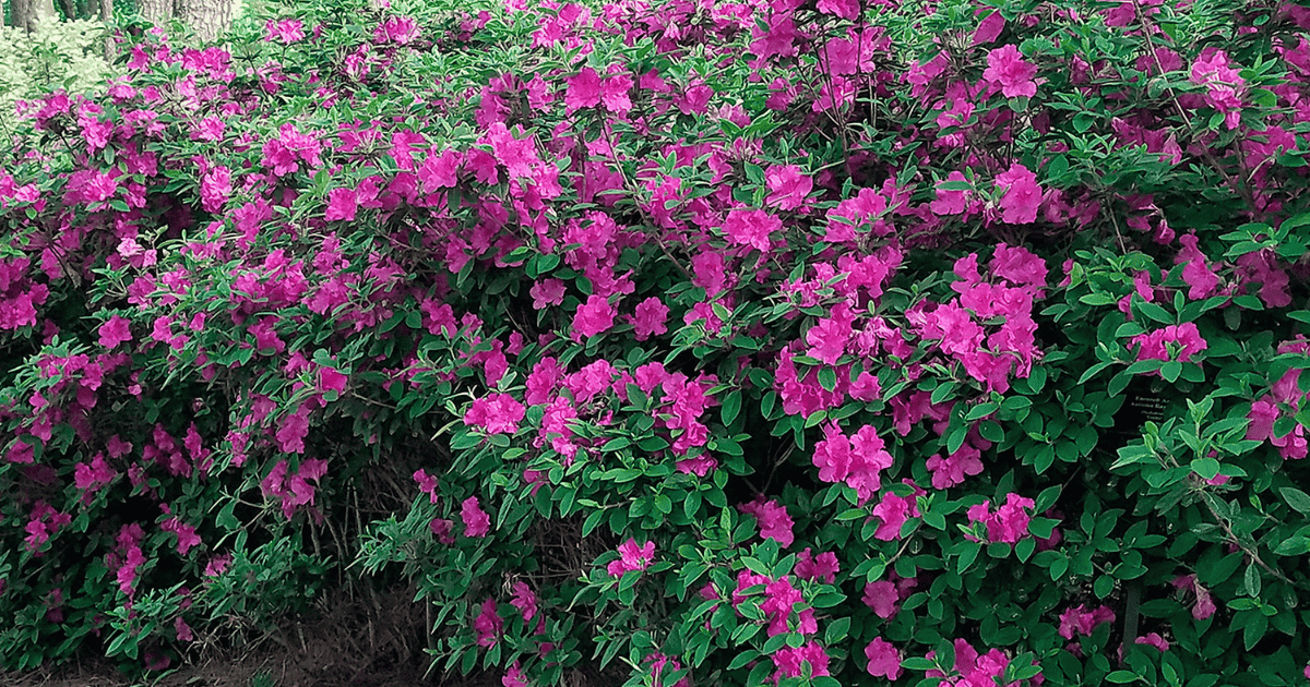 A bush with purple flowers in the middle of the road.