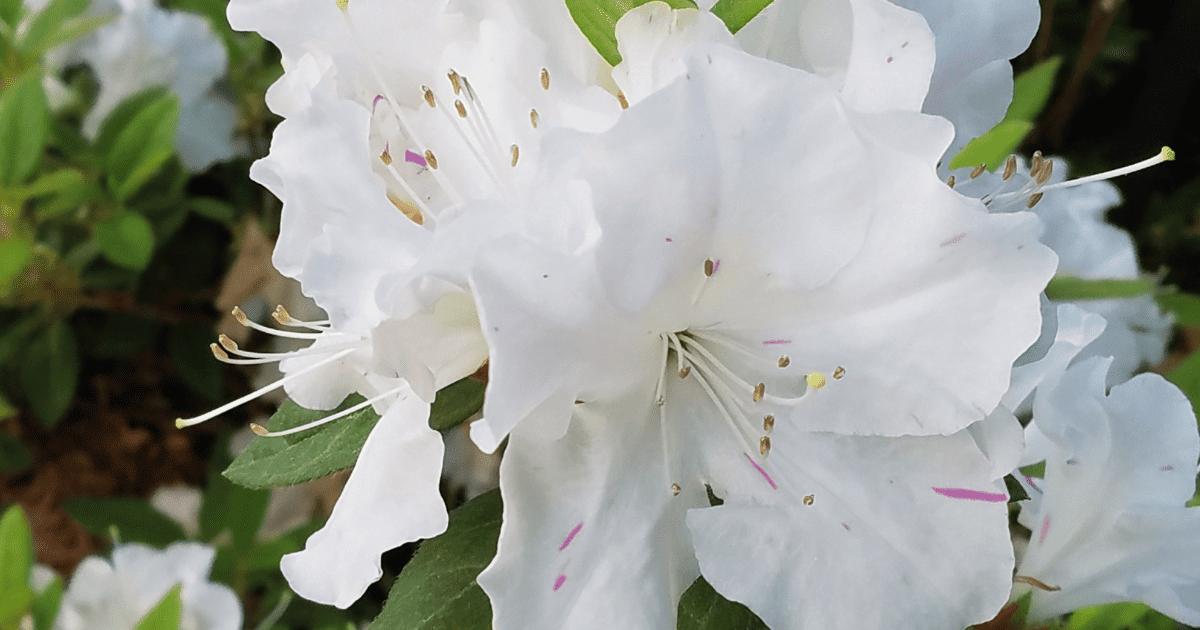 A close up of a white azalea flower.