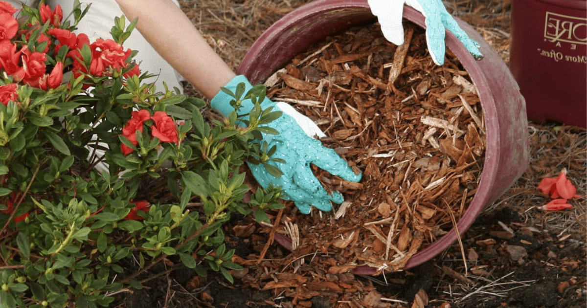 A person wearing teal gloves is mulching around red flowers with a pot and a bag labeled 'organic mulch' nearby.