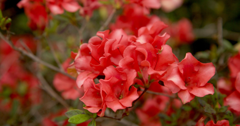 Red flowers on a bush.