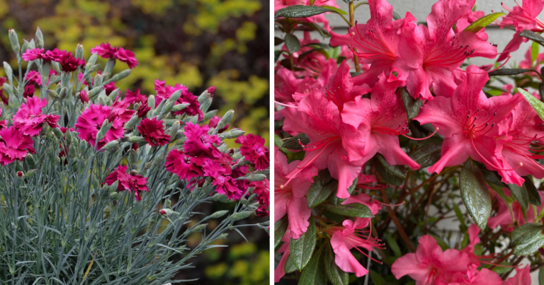 Pink dianthus and pink azalea
