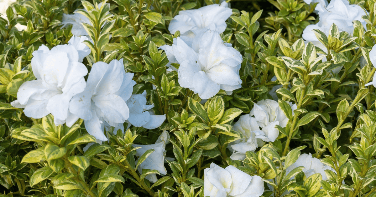 White Encore azaleas