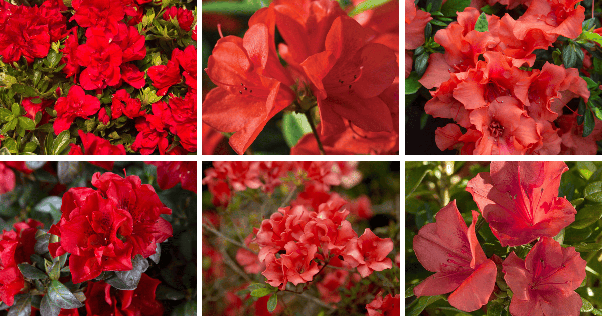 A collage of different pictures of red flowers.