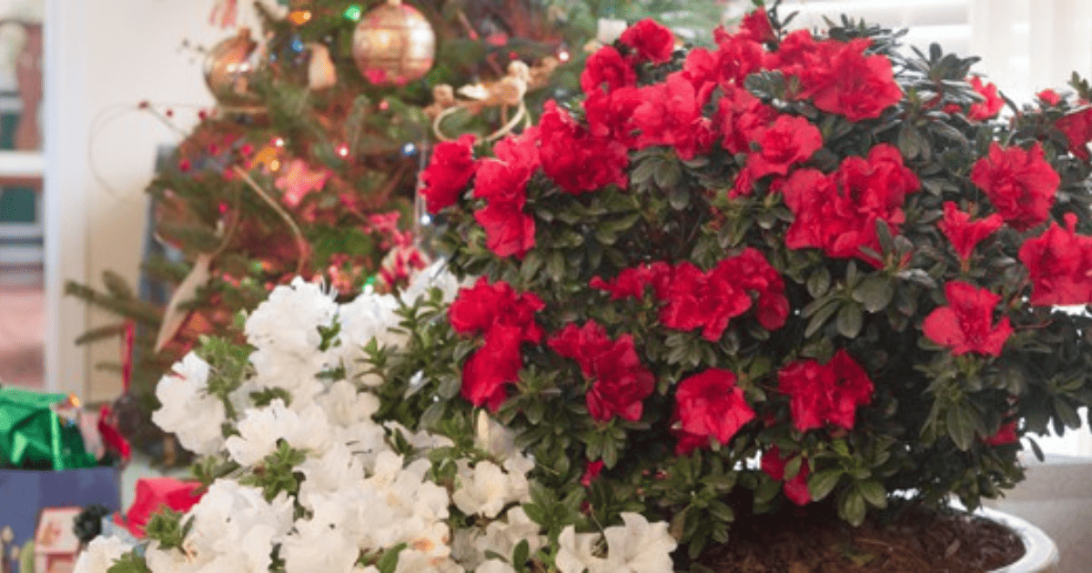 Red and white azaleas in front of a christmas tree.