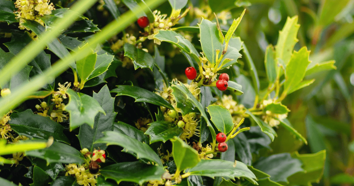 Holly leaves with red berries and green leaves.